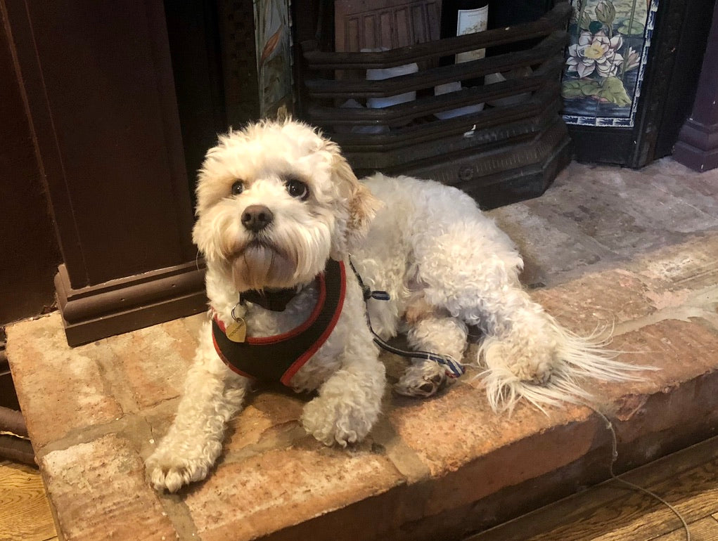 Original photograph of a cream-coloured dog beside a fireplace
